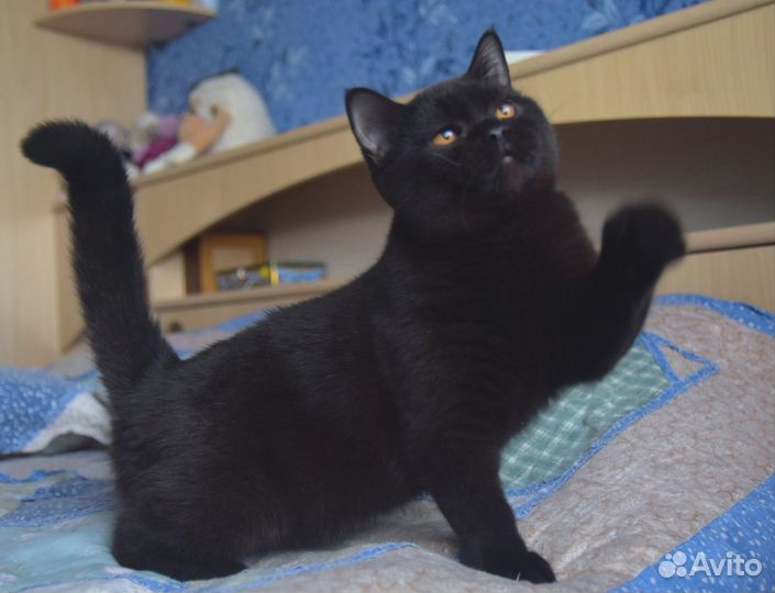 Британская кошечка