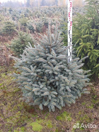 Ель голубая оптом