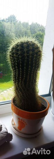 Эхинокактус Грузони