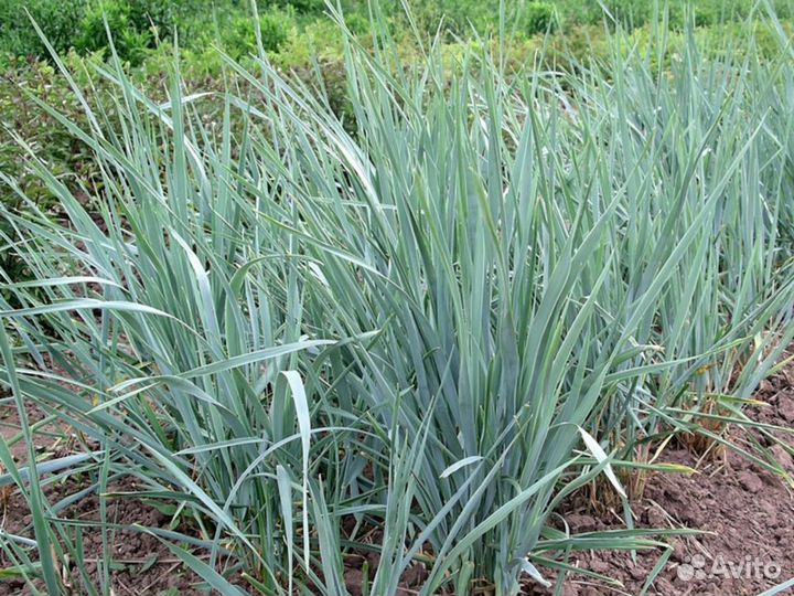 Многолетники неприхотливые