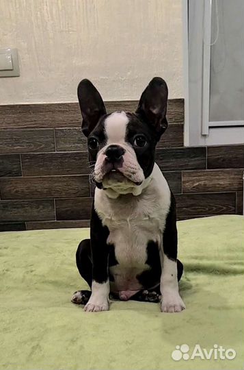 Бостон терьер мальчик