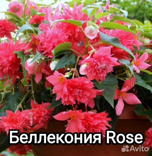 Бегония ампельная