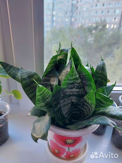 Сансевиерия