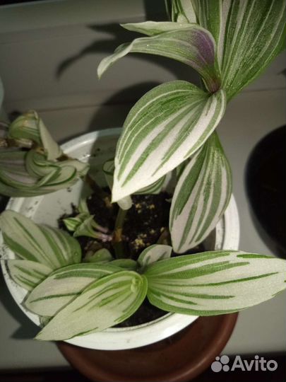 Традесканция триколор