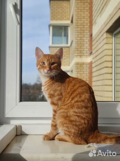 Рыжий молодой котик Лёня