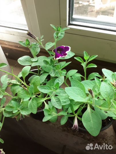 Елочка голубая