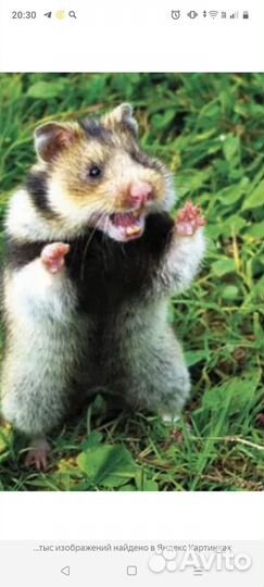 Хомяки Карбыш