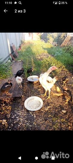Курочки и цыплята бойцовые,дакан