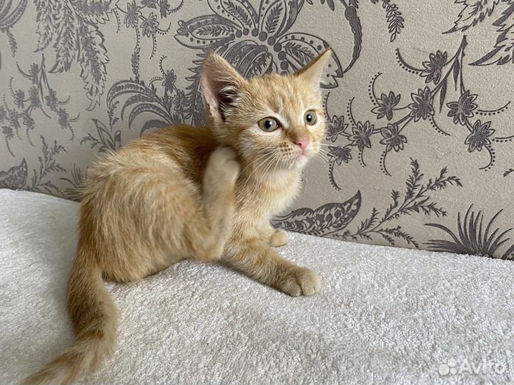 Рыжий котенок в добрые руки