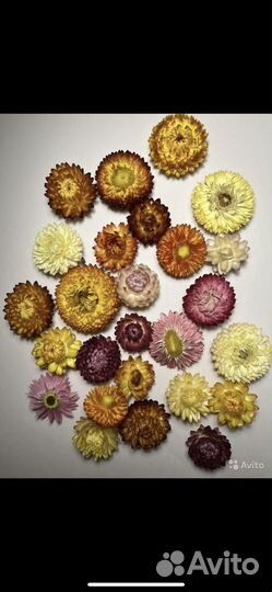 Гелихризиум 50 штук