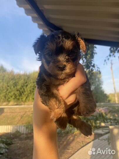 Йоркширский терьер