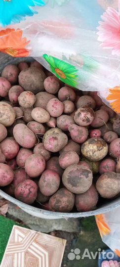 Картофель для животных