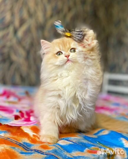 Мальчик лиловое золото