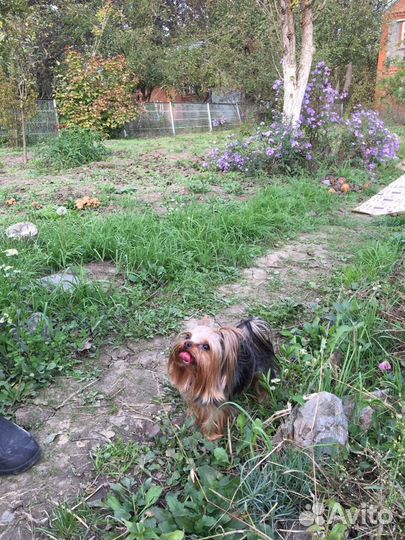 Щенки. Жених мини йорк на вязку