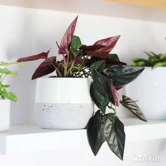 Сингониум эритрофиллум