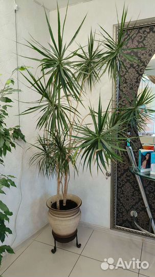 Драцена/цветок комнатный/дерево/фикус