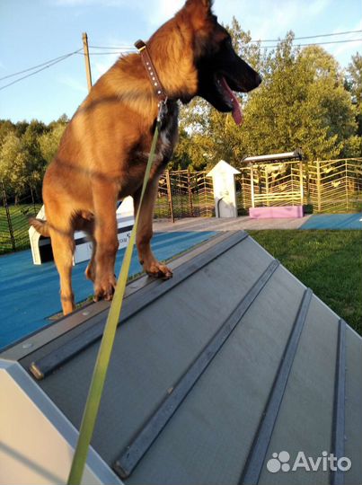 Малинуа щенок кобель