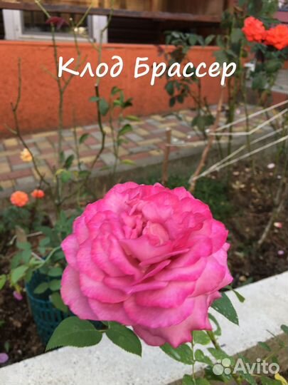 Корнесобственные розы. Чайно-гибридные