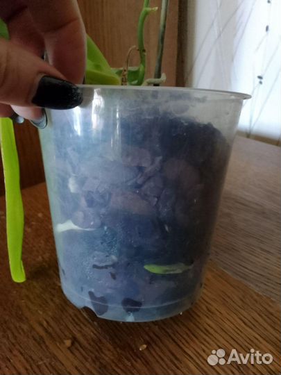 Продам орхидеи