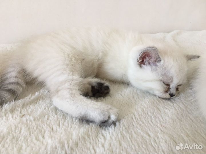 Продаю котят британцев (белые голубоглазые )