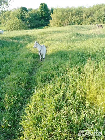 Коза нубийская