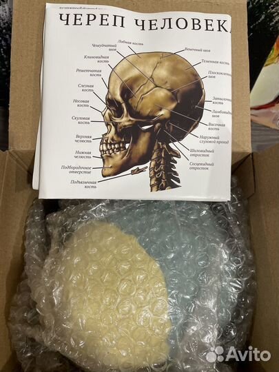 Череп анатомический