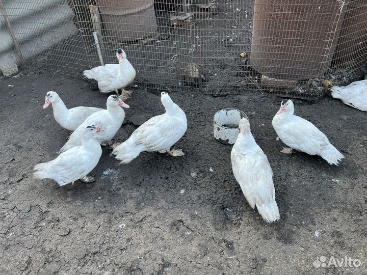 Утки мускусные