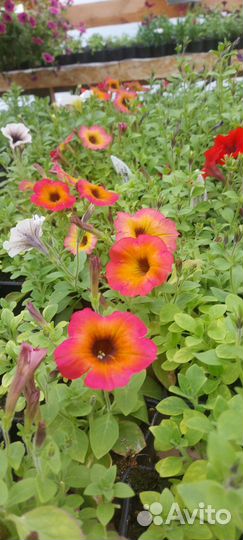 Рассада однолетних цветы