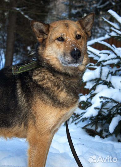 Собака Маруся бесплатно