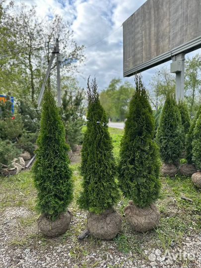 Туи Смарагд 200-220см. Все размеры в наличии