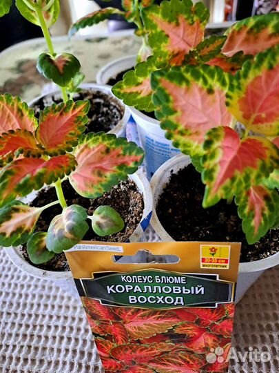 Комнатные и садовые растения