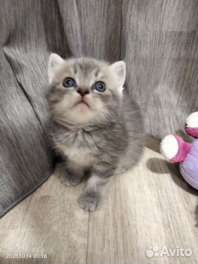 Шотландские котята