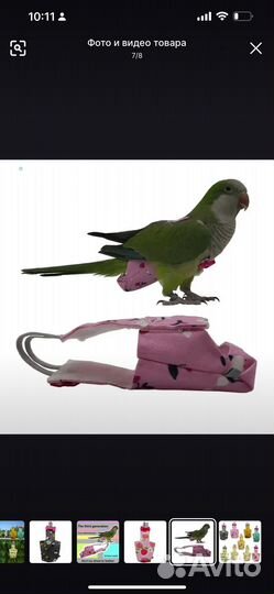 Попугай корелла птенец