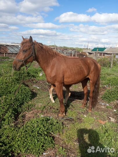 Кобыла + жиребенок