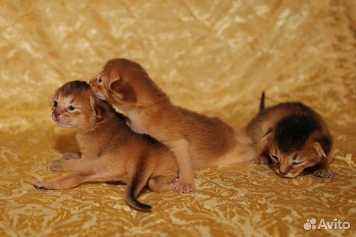 Абиссинские котята