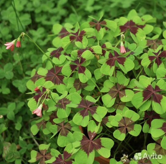 Кислица оксалис