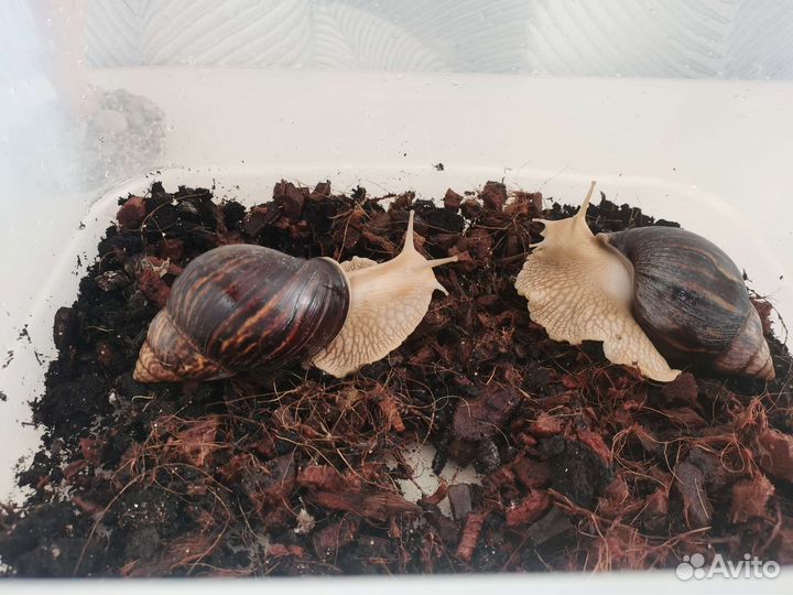 Улитки ахатины бесплатно