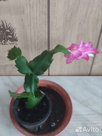 Декабрист/шлюмбергера