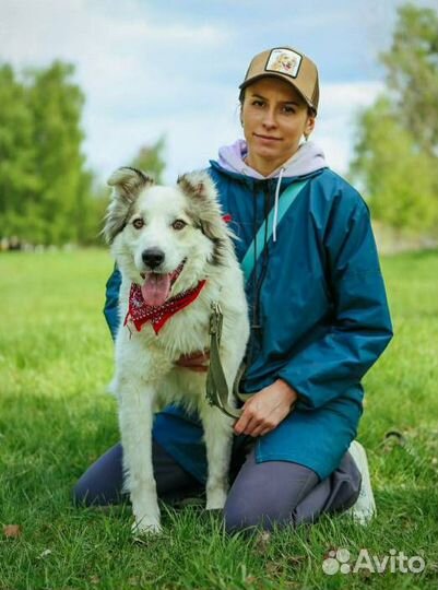 Лучшая собака из приюта бесплатно