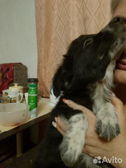 Отдам бесплатно в добрые руки