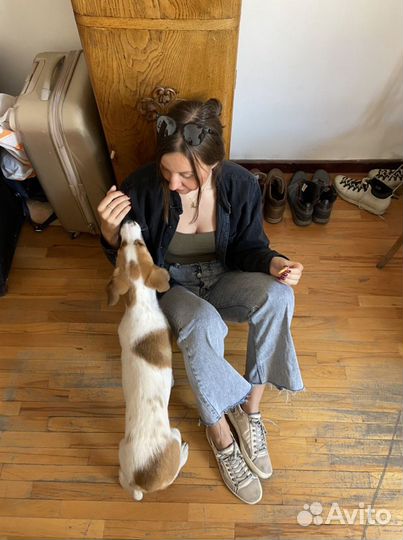 Передержка кошек и собак в 3х комнатной квартире