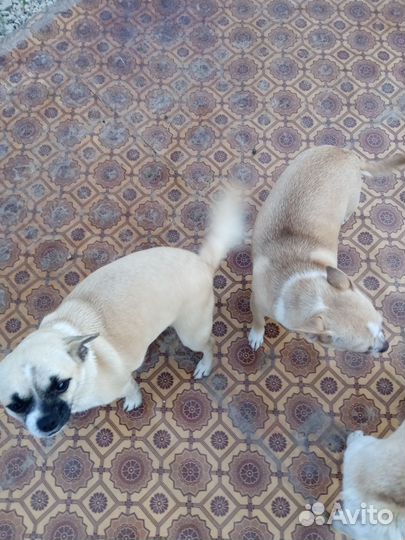 Чихуахуа девочки