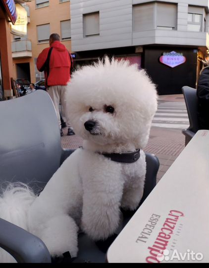 Вязка, Бишон Фризе