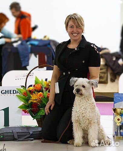Щенки Пуми (венгерская пастушья собака)