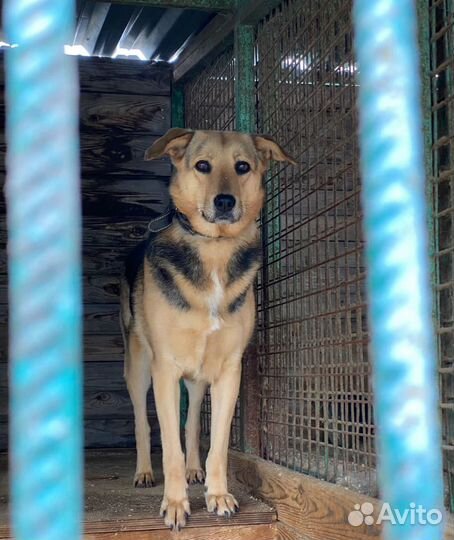 Собака в добрые руки, Шелли