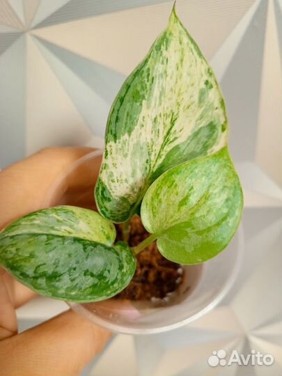 Сциндапсус peasun