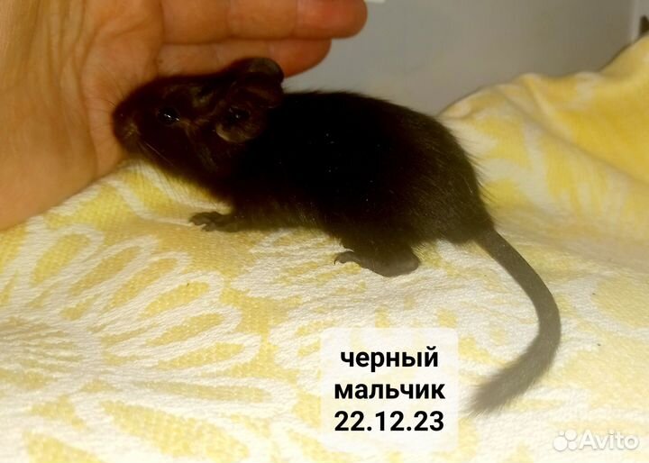 Цветные белки дегу