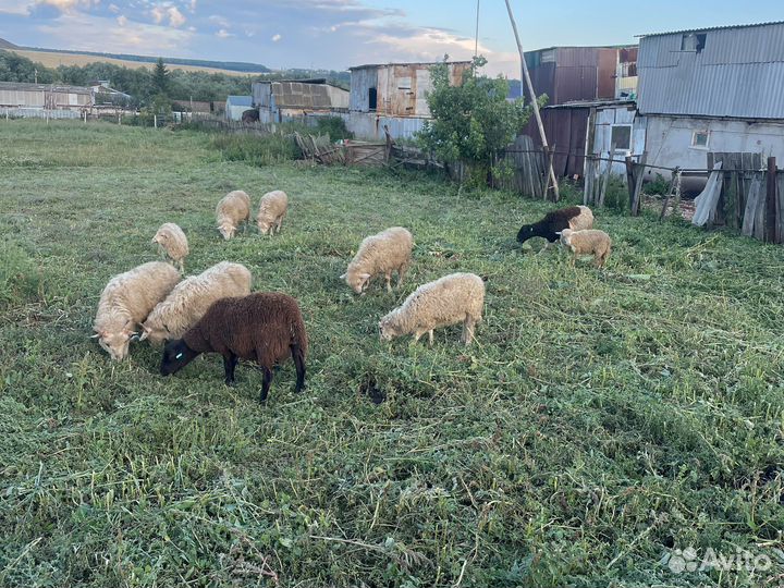 Овцы ягнята