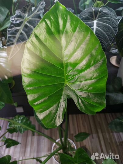 Алоказия гагеана