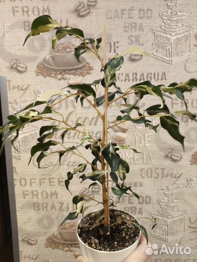 Фикусы Керли